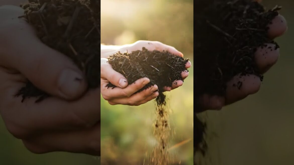 Plants burning? Why fresh manure is POISON! | Gardener's Tips