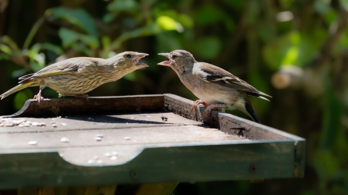 RSPB says ‘do not use bird tables’ as disease threatens three British species Daily Mirror