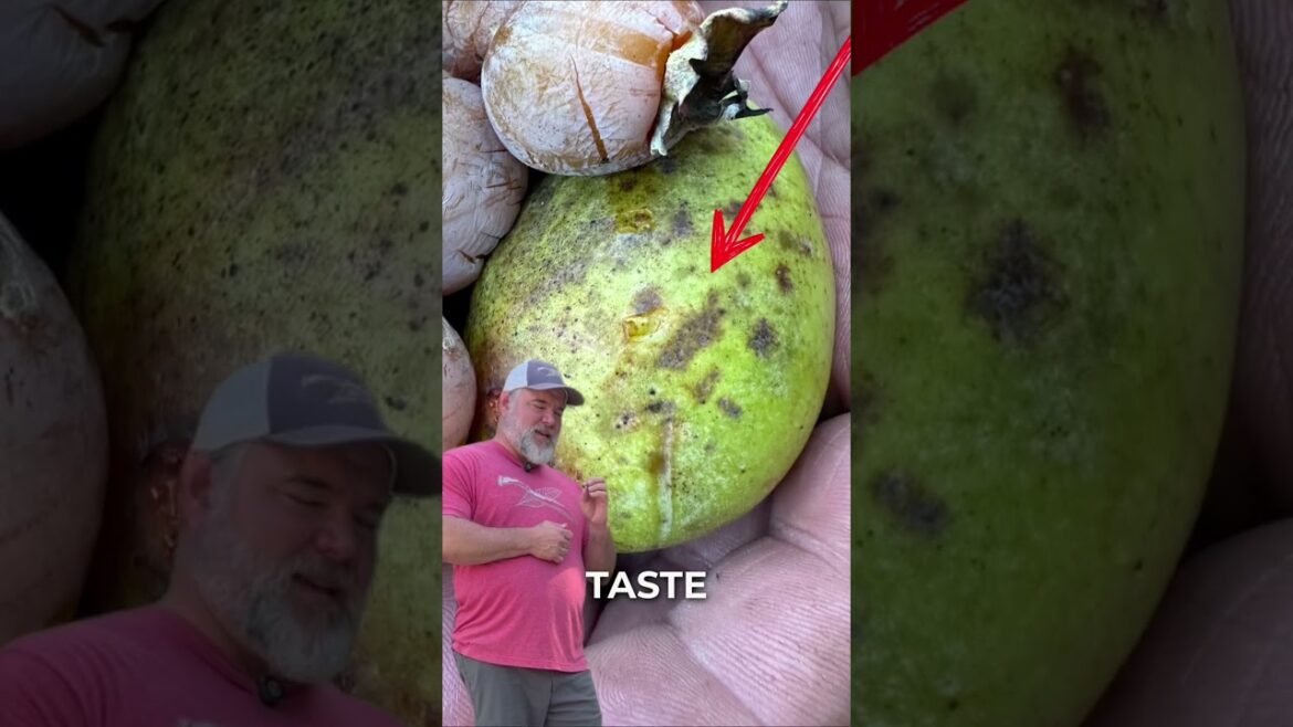 7 Wild Plants That Taste Good 7 Wild Plants That Taste Good