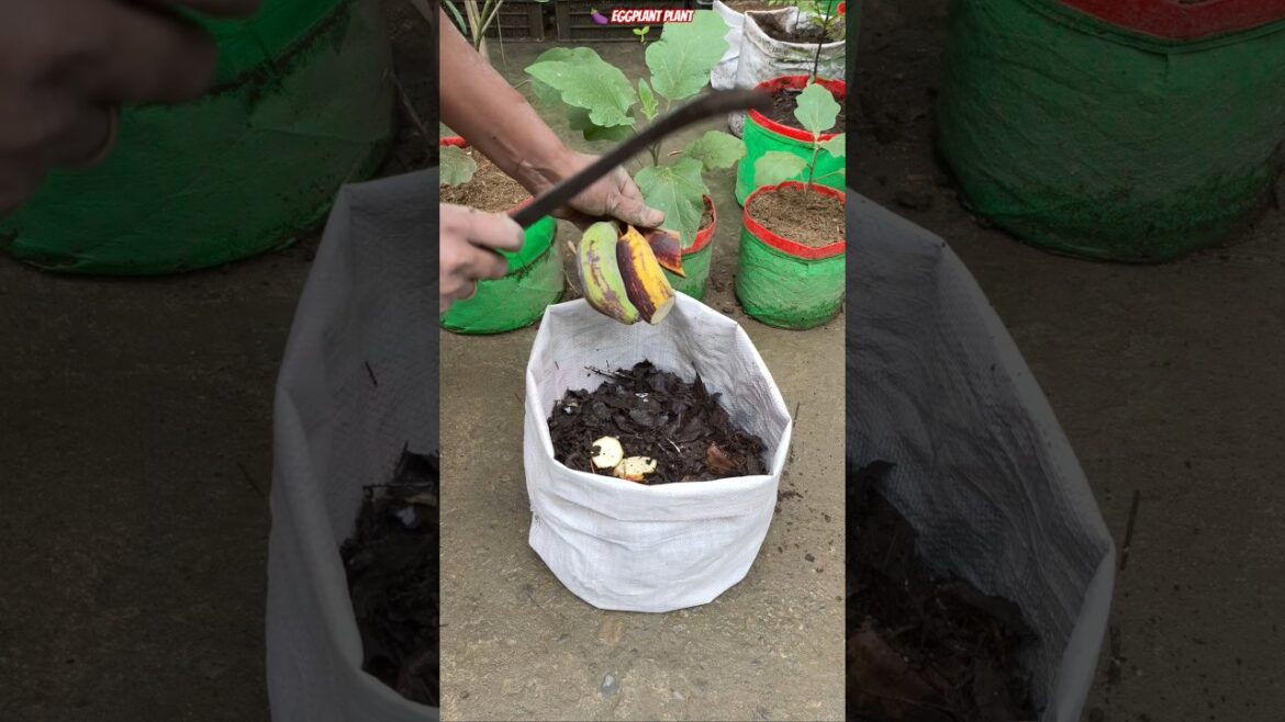 🍆 Eggplant Explosion Growth in Plastic Bag 🌱 | Full Soil Mix + Fertilizer Hack! 🔥 #shorts #brinjal