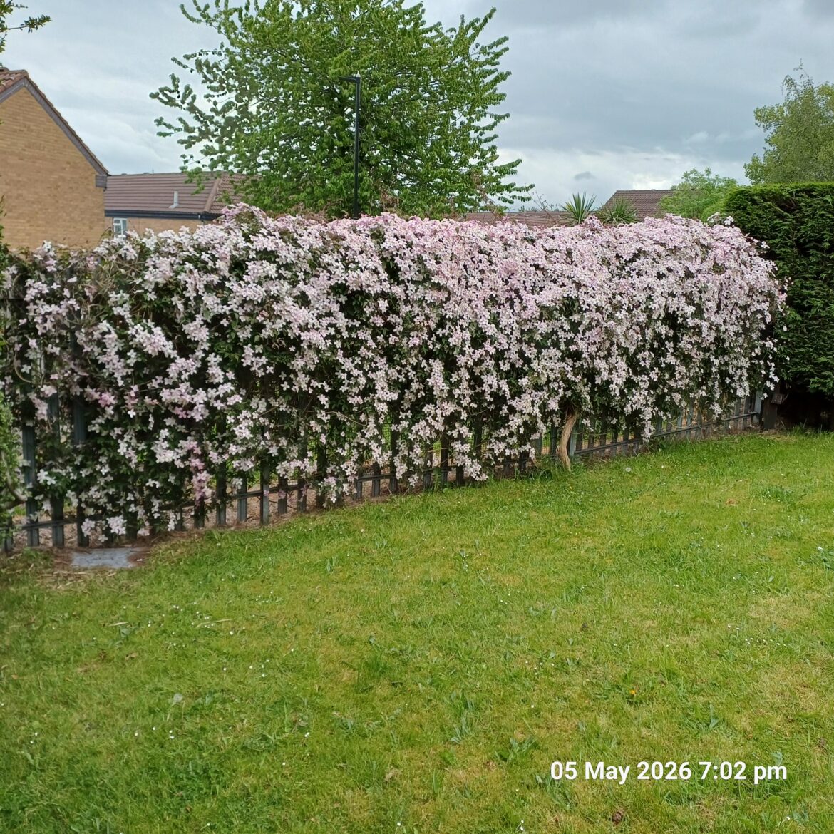 My Moms Clematis