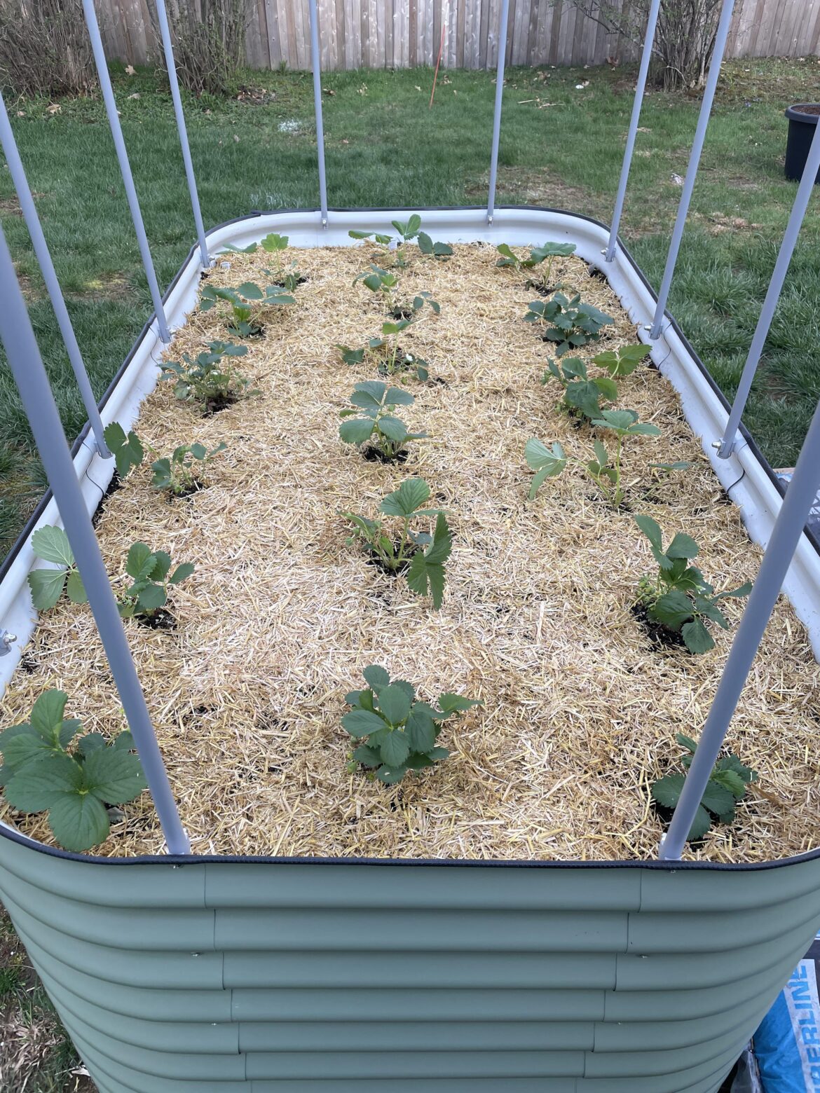 New strawberry bed New strawberry bed