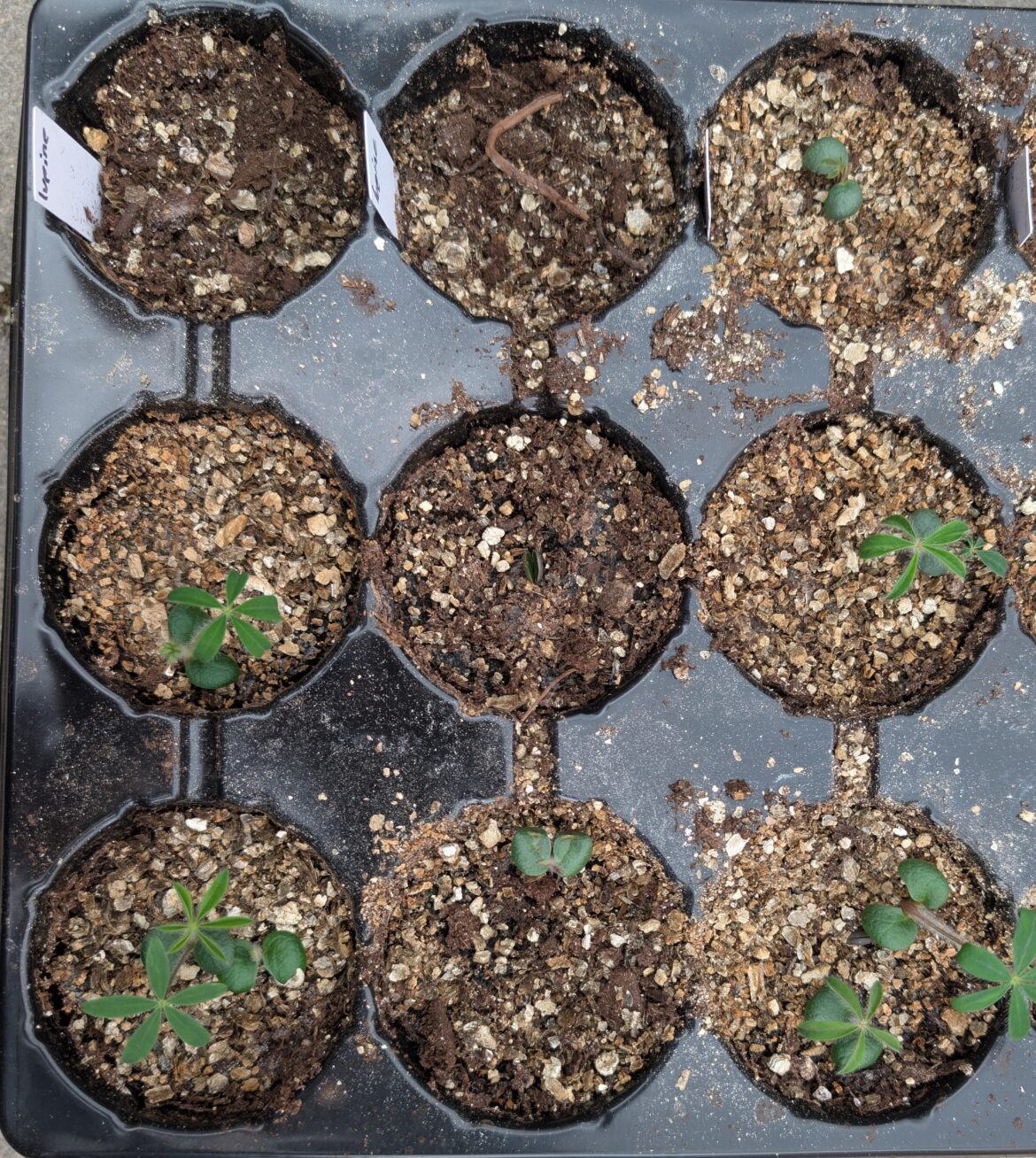 Boiling water and no stratification success sundial lupine