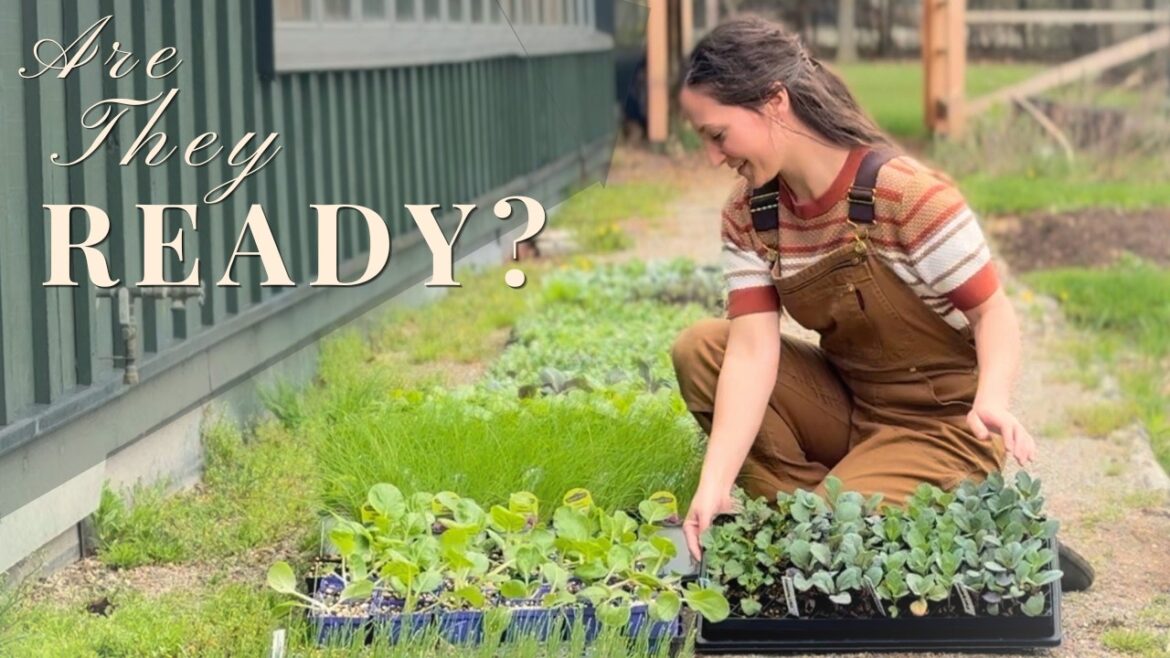 Hardening Off | Edible Gardening for Beginners Ep.7 Hardening Off | Edible Gardening for Beginners Ep.7