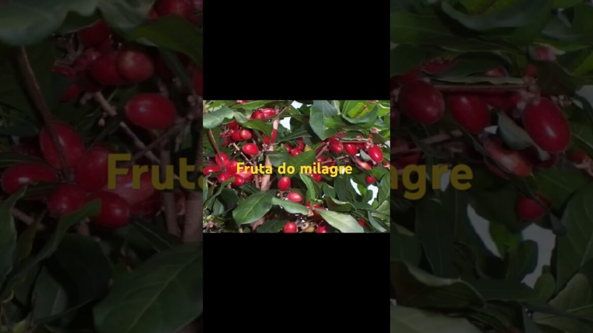 Fruta do milagre #plantas #jardim #dicas