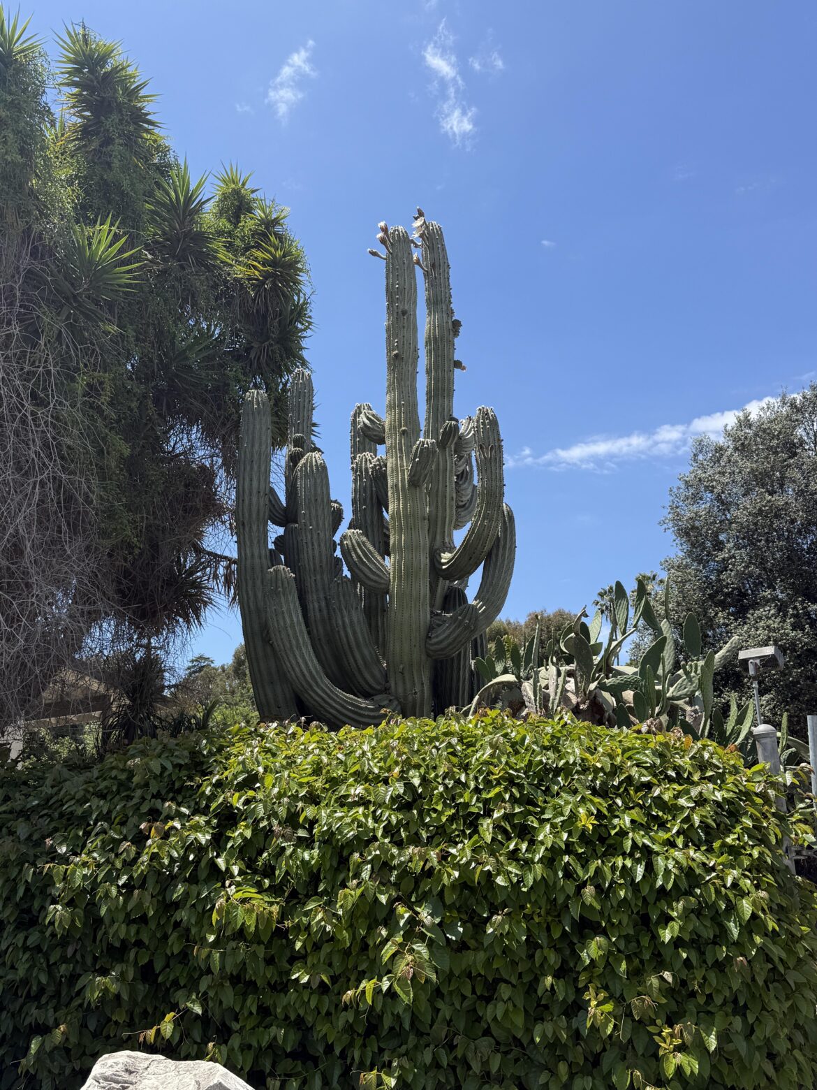 Rare sighting of a Saguaro in Los Angeles
