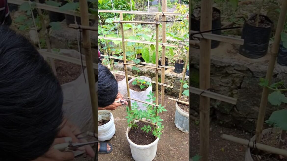 “DIY Bamboo Tomato Trellis 🌱 Easy & Strong! #gardening #diygarden #growyourownfood #gardenhack