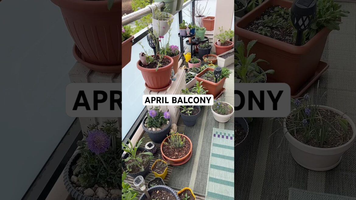 April balcony container garden ideas #balcony #gardening #plants
