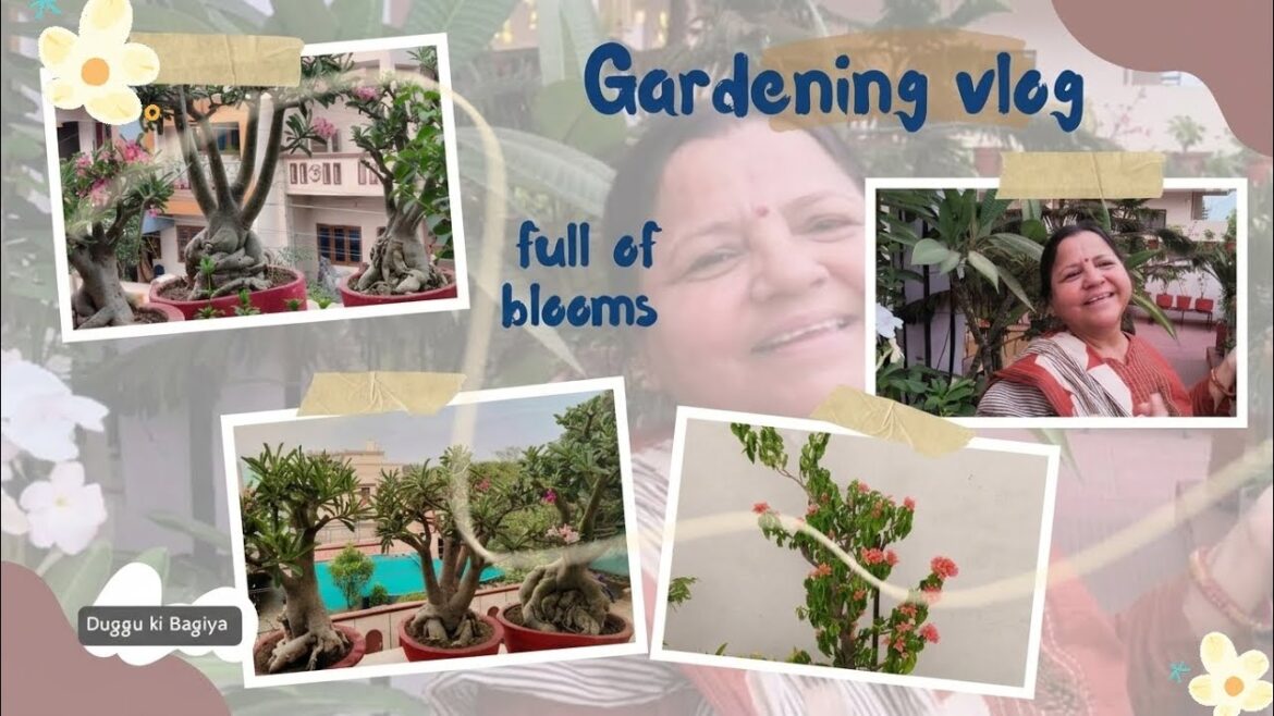 Beautiful home garden tour|Secrets to a Thick Adenium Caudex & Easy Bonsai Art | Home Garden Vlog Beautiful home garden tour|Secrets to a Thick Adenium Caudex & Easy Bonsai Art | Home Garden Vlog