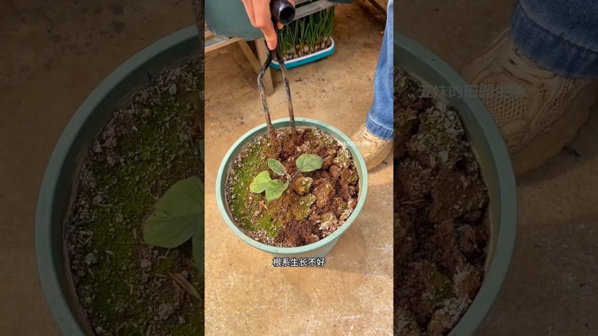 #HomePlanting#loofork#pine soil weeding#GardenerTips for planting