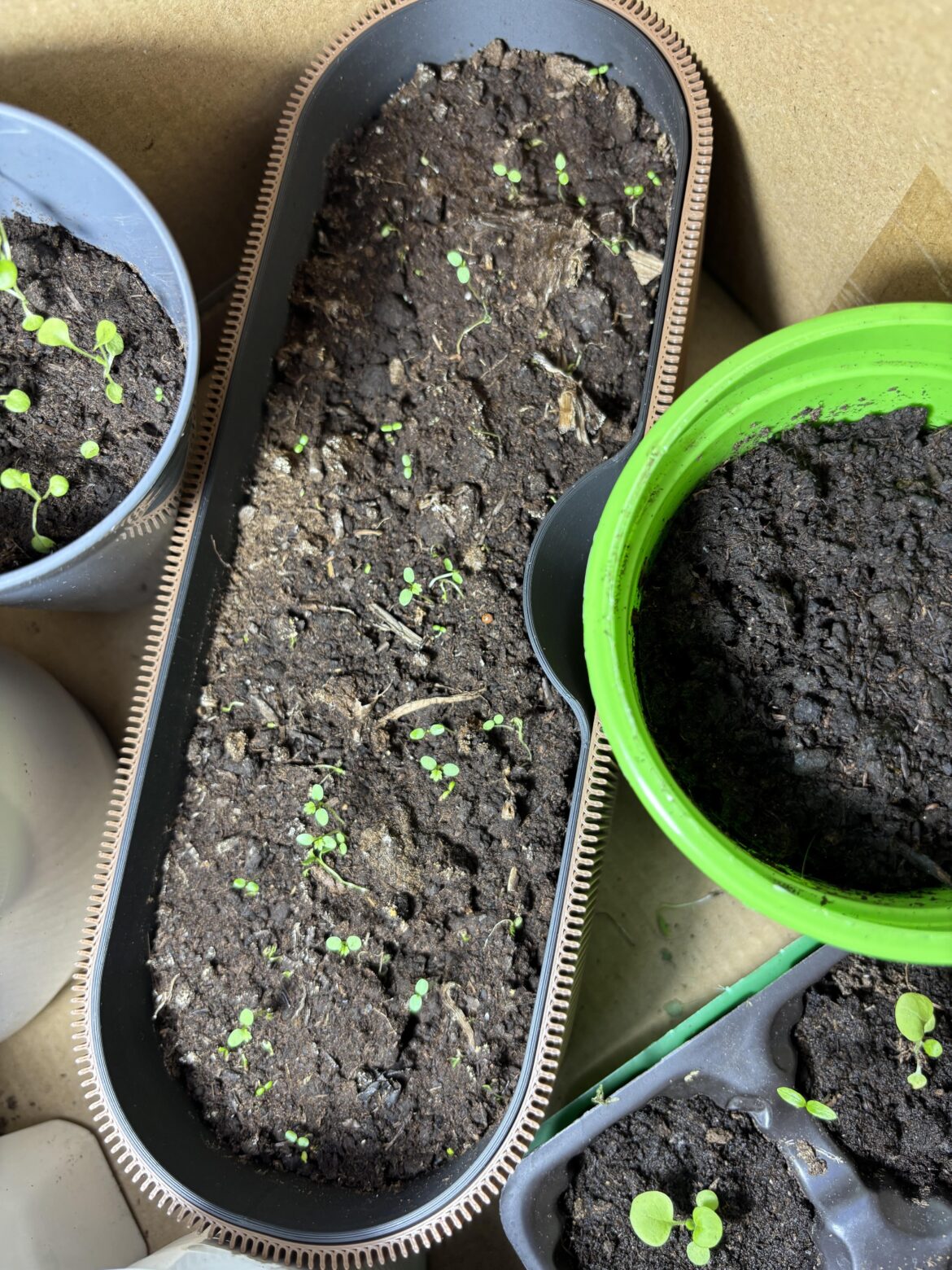 growing everbearing strawberries from seeds.