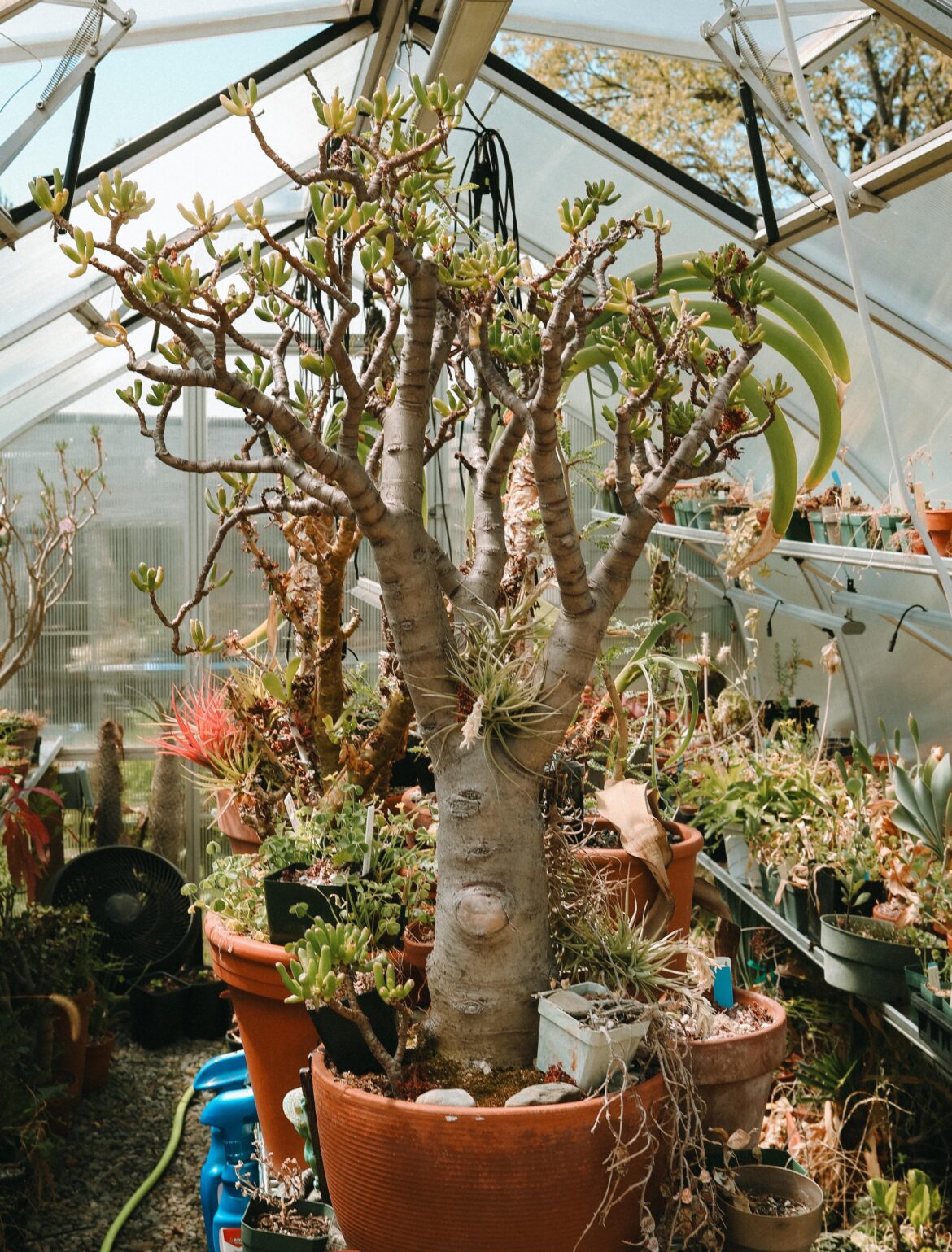 My buddies jade
