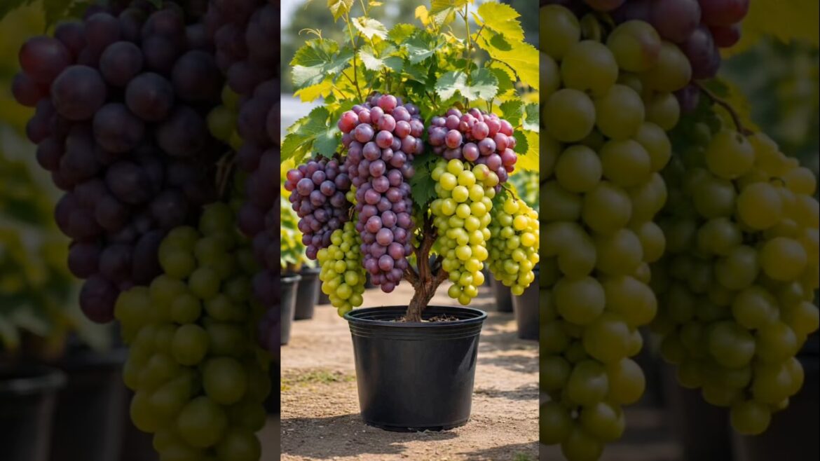 βGrow Grapes in a Pot ππ± | Perfect for Small Spaces (US & India)!β #shorts βGrow Grapes in a Pot ππ± | Perfect for Small Spaces (US & India)!β #shorts