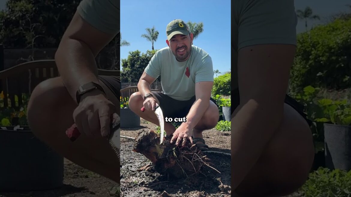 I propagate my banana tree this way...