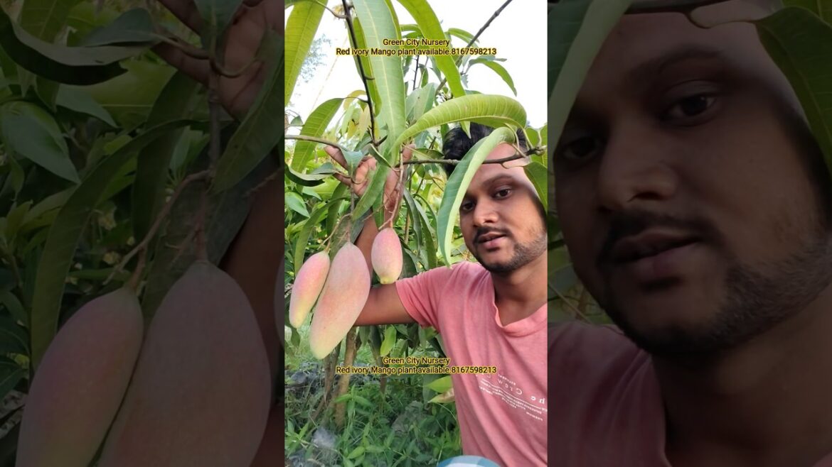 Red ivory Mango plant available in Green city Nursery and plant all india supply available