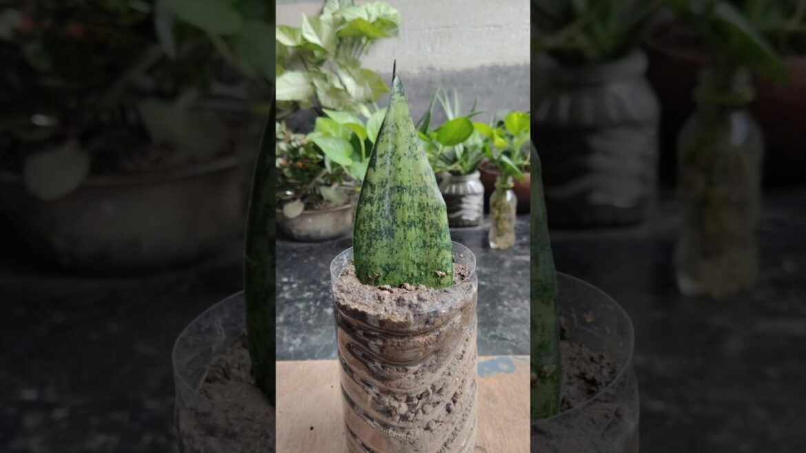 how to propagate snake plant Leaf #viral #shorts #garden #tips #plants #indore how to propagate snake plant Leaf #viral #shorts #garden #tips #plants #indore
