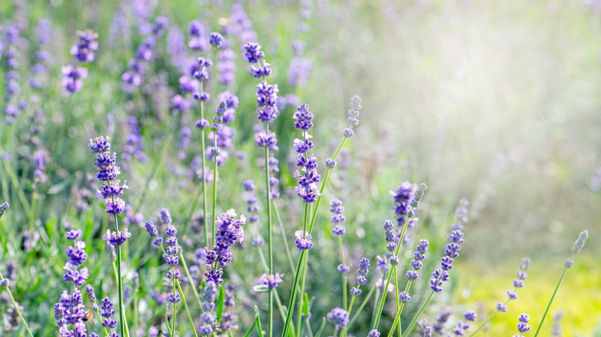 Lavender won’t go ‘leggy’ if gardeners do simple and important task in May Daily Mirror