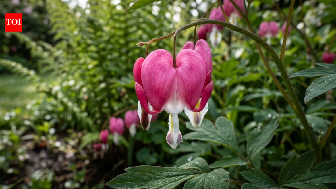 These garden perennials bloom from spring to frost and come back every year | These garden perennials bloom from spring to frost and come back every year |