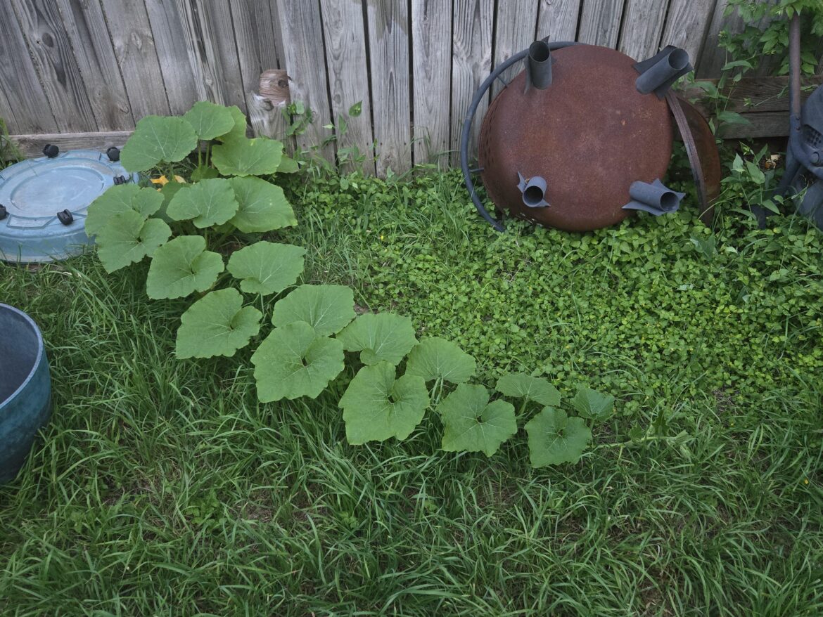 Melon.