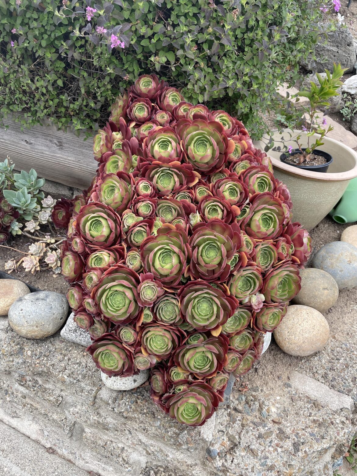 Succulents are everywhere in my town