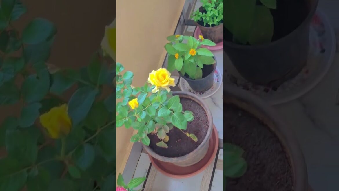 my mom's flower garden