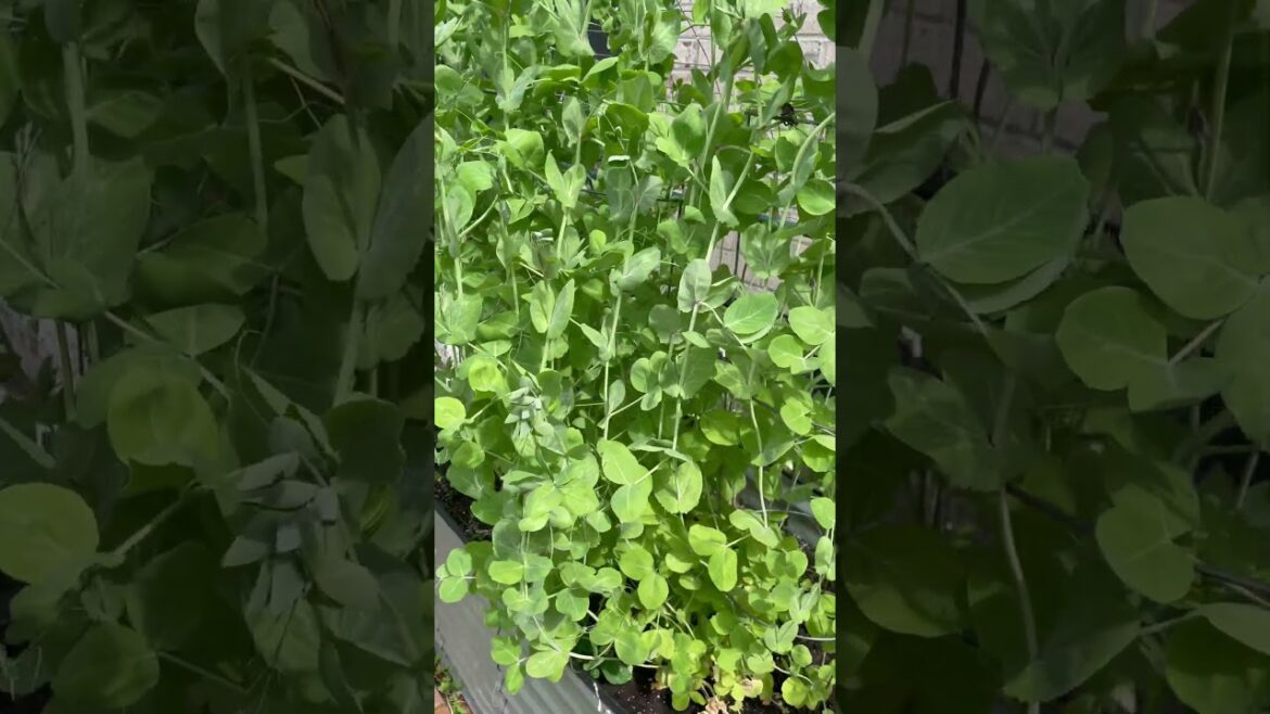 My Peas Are Almost Blooming + You Can Eat the Leaves #gardening #growyourown#growyourownfood #peas