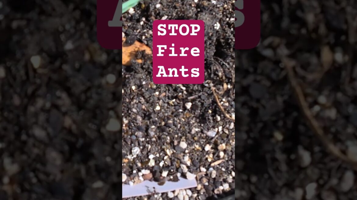 How to treat Fire ants in the Vegetable Garden How to treat Fire ants in the Vegetable Garden