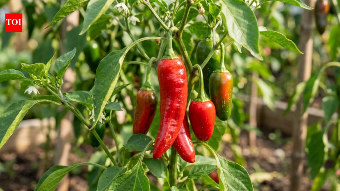 5 plants that are secretly destroying your pepper garden this season |
