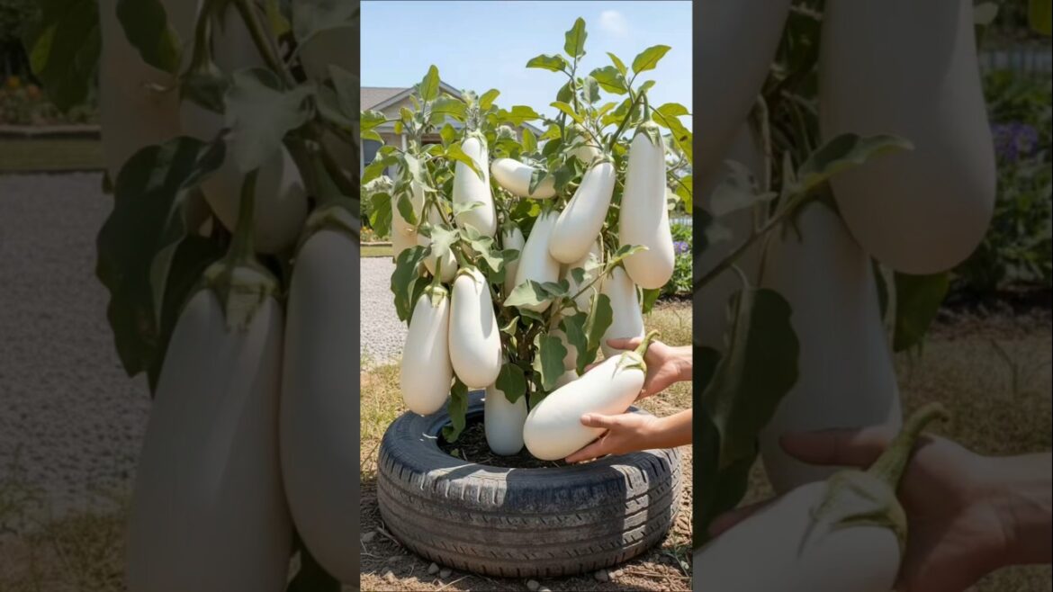 βGrow White Eggplant at Home π | Easy Container Gardening (No Garden Needed!)β #shorts βGrow White Eggplant at Home π | Easy Container Gardening (No Garden Needed!)β #shorts