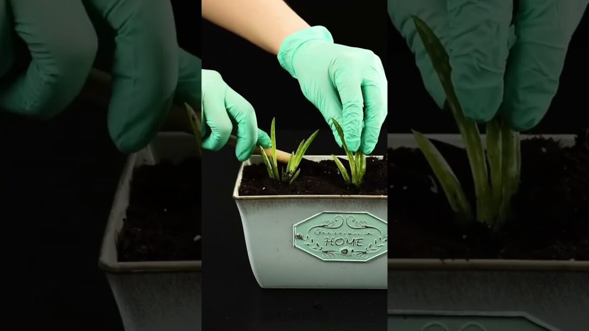 Grow Plants Faster at Home 😳 | Simple Gardening Tips Grow Plants Faster at Home 😳 | Simple Gardening Tips