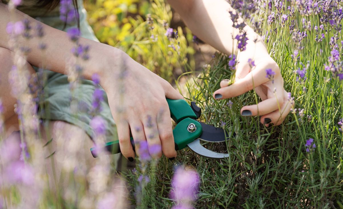 Young girl cuts lavender with secateurs. Gardening concept - young woman with pruner cutting and picking lavender flowers at summer garden