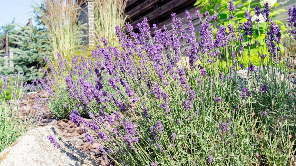 Gardeners urged to do 1 simple task in May to stop lavender going leggy Devon Live