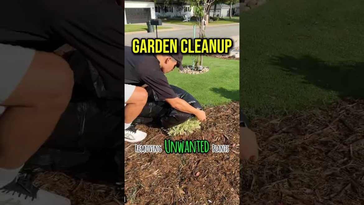 Will this be the answer to my garden problem?!? #killzall #diy @PETRATOOLS #ad #weeding Will this be the answer to my garden problem?!? #killzall #diy @PETRATOOLS #ad #weeding