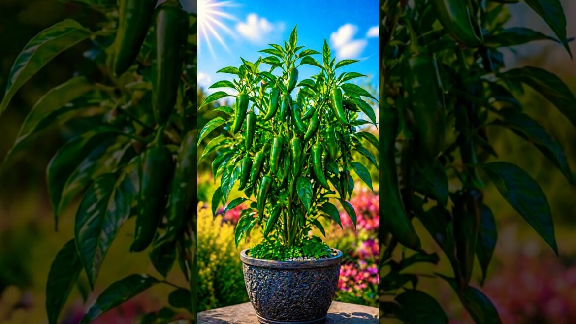 “Grow 100+ Chillies at Home 🌶️🌱 Easy Pot Gardening Hack!”#shorts #shortsfeed