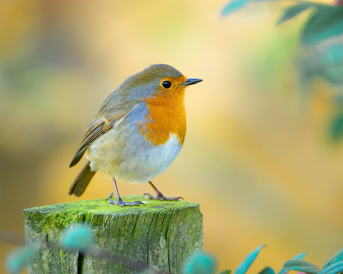 Robin (Erithacus rubecula) at RSPB Loch Leven, Scotland