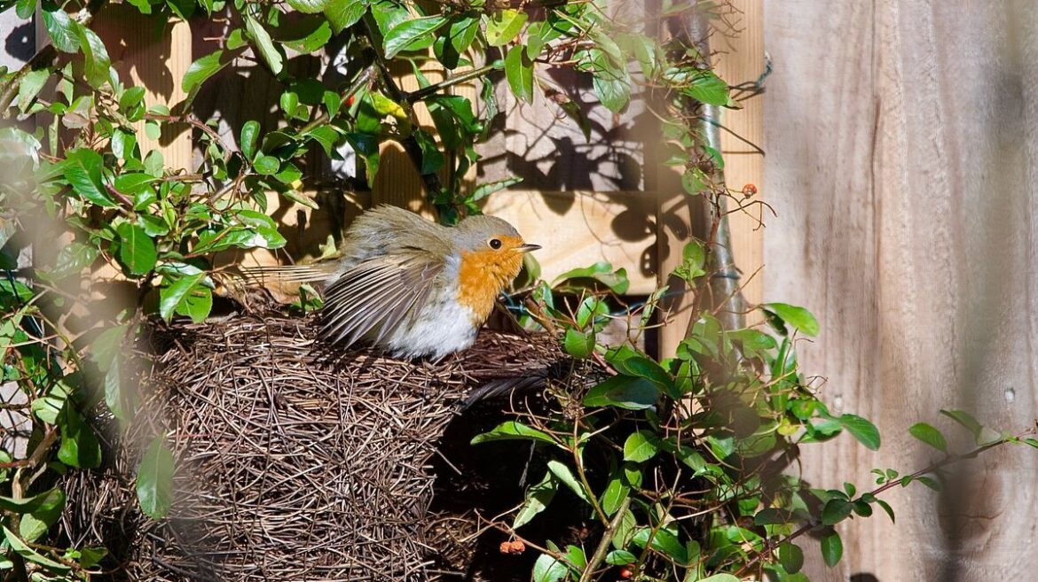 Gardeners must not do one job this month and robins will flock to gardens Daily Mirror