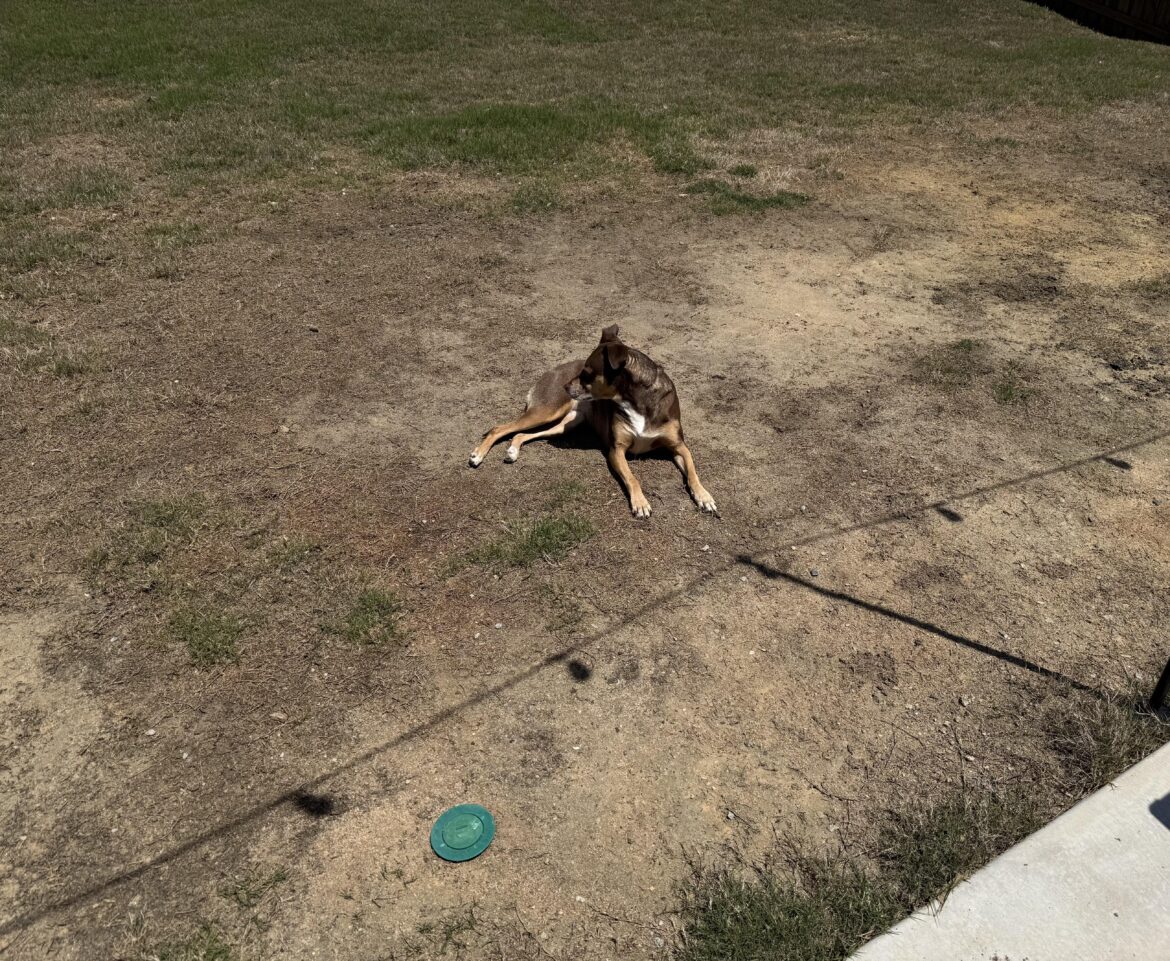 Is there any hope for my abomination of a lawn? Is there any hope for my abomination of a lawn?