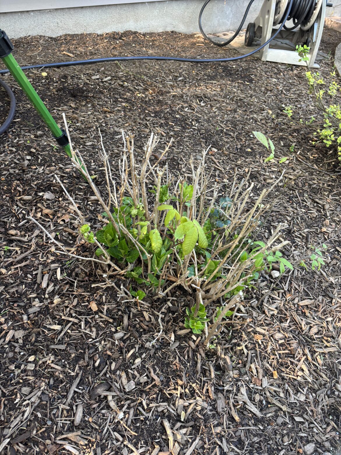 Why does this Hydrangea never bloom?