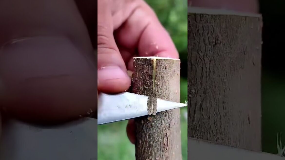 Easy grafting techniques mulberry plant #treanding #satisfying #grow