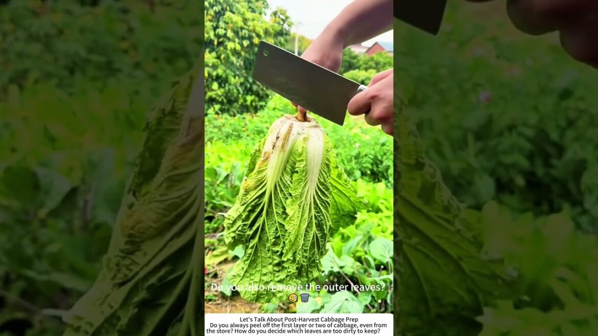 Cleaning Just‑Harvested Napa Cabbage – Peeling Off the Worn Outer Leaves 🥬 Cleaning Just‑Harvested Napa Cabbage – Peeling Off the Worn Outer Leaves 🥬
