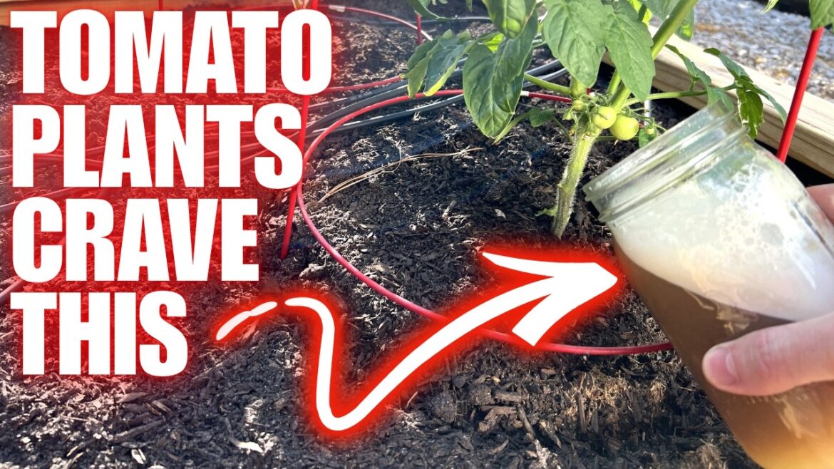 TOMATO PLANTS CRAVE IT!!! Homemade Mix Works Like Magic