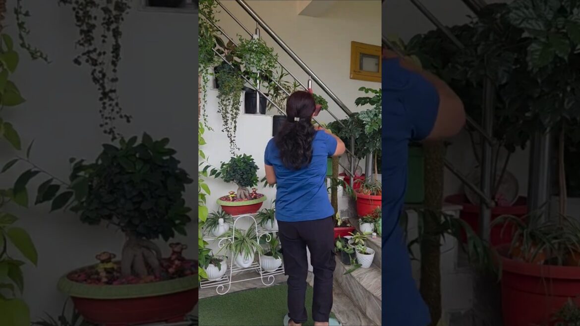 Rearranging stair  hanging plants and decoration ideas #plantdecor#plantlover#plants#nature #garden