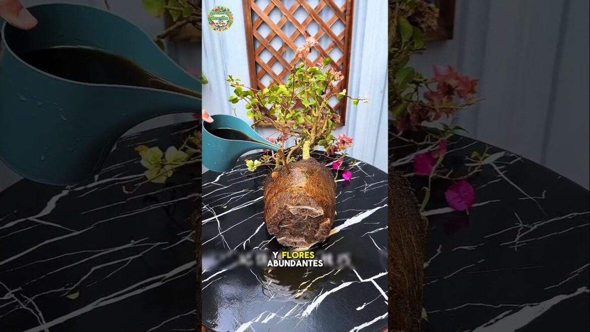 tips de jardinería #plantas #jardin #plantadecalderademolinodearroz