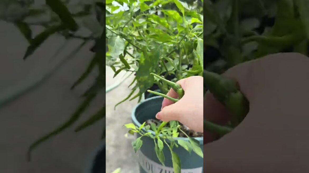 Picking Fresh Green Chilies from a Home Container Garden