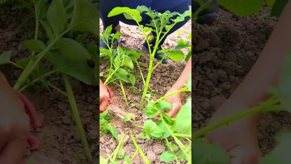 Thin Your Potatoes Now or Lose Your Harvest