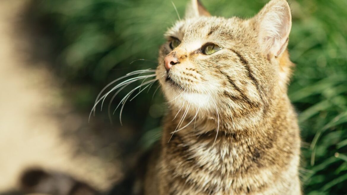 Stop cats pooing in your garden with 4 natural deterrents they can’t stand Wales Online