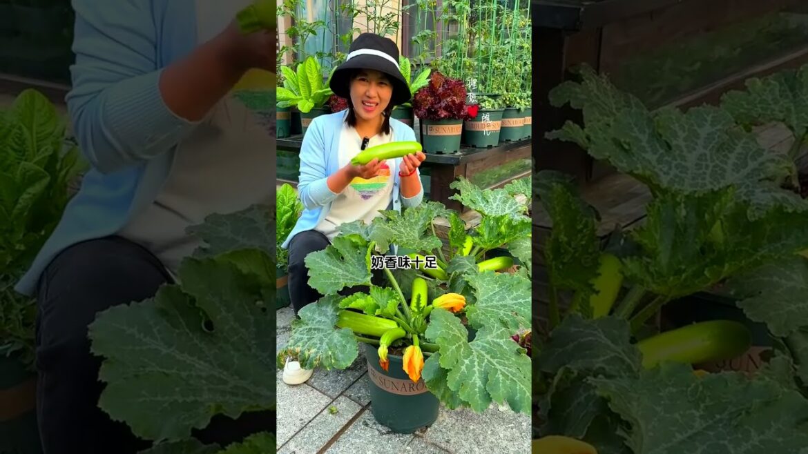 You can grow an endless supply of zucchini in a tiny flowerpot! Now