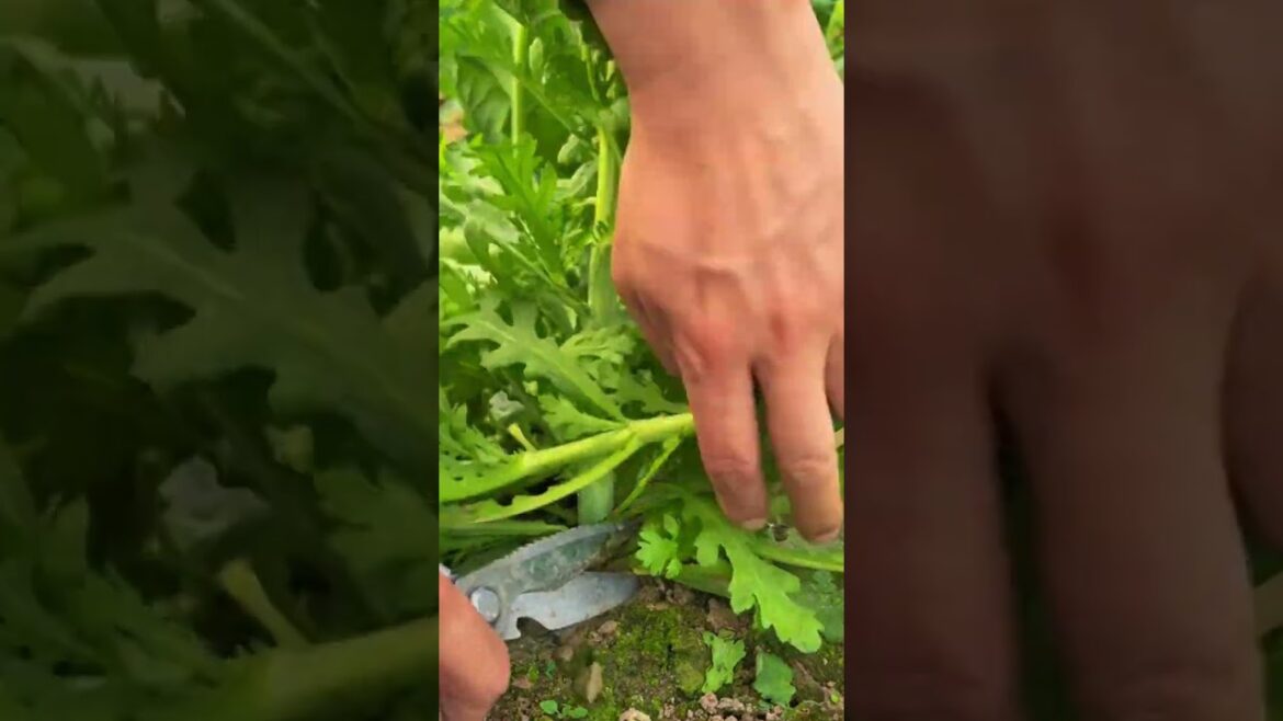 techniques for pruning vegetable leaves techniques for pruning vegetable leaves