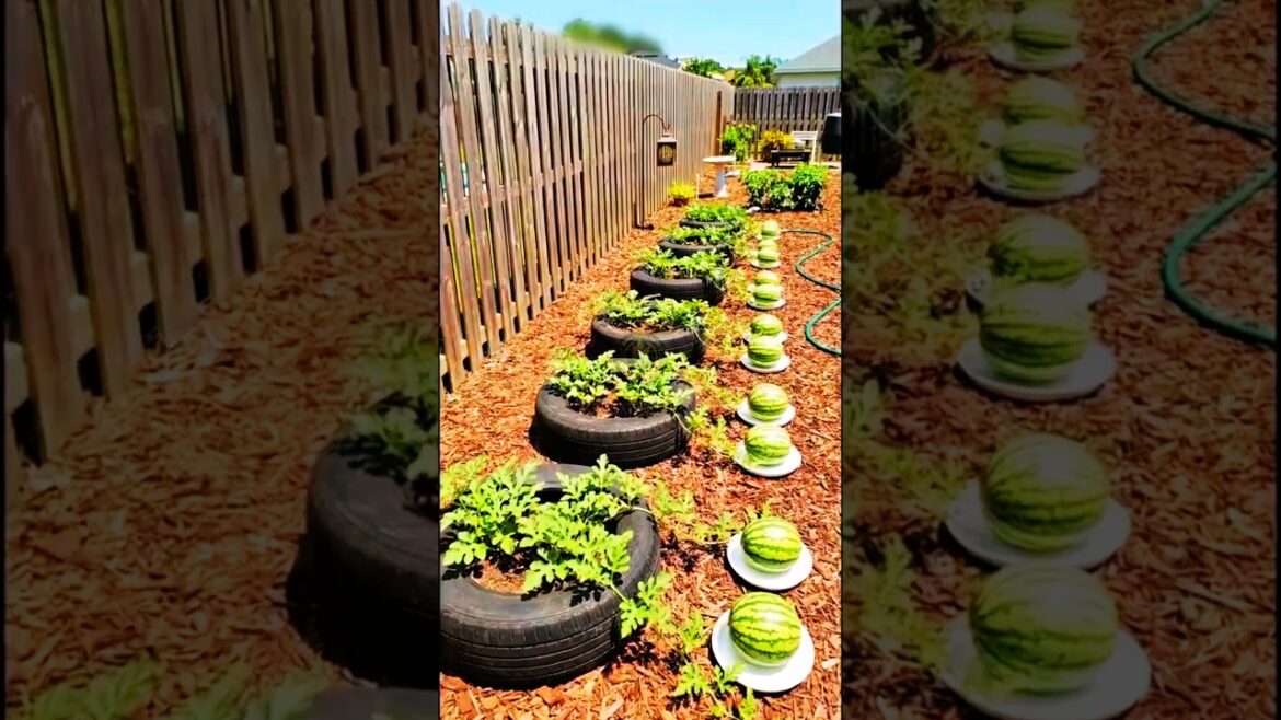Potato Gardening 🥔 #garden #secrethacks  #hacks #gardening #tips #plants #explore