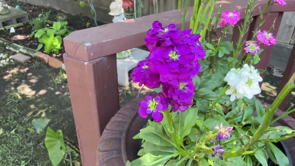 Tour of container garden #gardening #plantcombinations